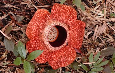Rafflesia adalah contoh tumbuhan bukan produsen.