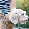 Simak, 5 Cara Alami Mengobati Kutu pada Anjing
