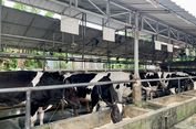 Imbas Cuaca Panas, Produksi Susu Merosot dan Kurang Bergizi