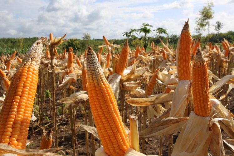Produktivitas jagung di sejumlah daerah di Indonesia terus mengalami peningkaan, bahkan mencapai 7 ton lebih per hektar.