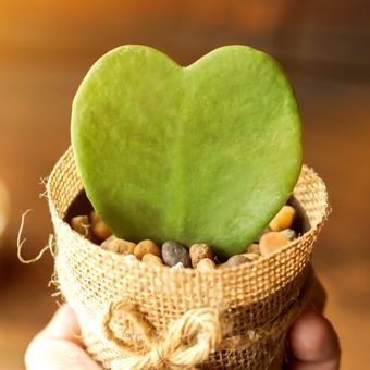 Ilustrasi tanaman hias hoya heart leaf atau hoya love.