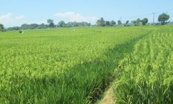 Dukungan Ditjen PSP Kementan Majukan Potensi Pertanian Kabupaten Landak