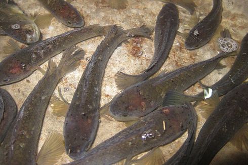 Mitos atau Fakta: Ikan Gabus Memperlambat Penyembuhan Setelah Operasi Caesar