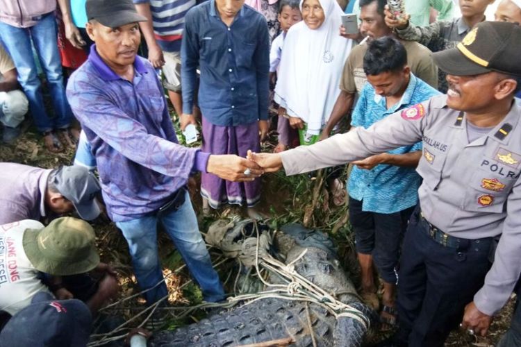Warga menyerahkan buaya yang telah ditangkap kepada polisi di Desa Lhok Seuntang, Kecamatan Julok, Kabupaten Aceh Timur, Senin (13/2/2018).