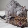 Penyebab Kucing Mengeluarkan Suara Berisik saat Berahi