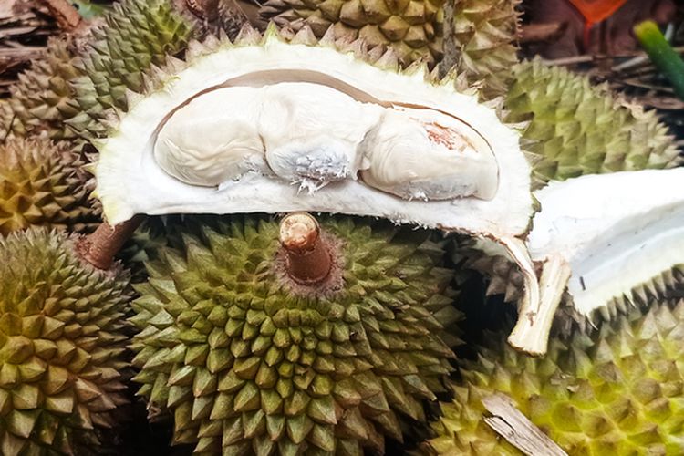 Durian kentang memiliki rasa manis, sedikit pahit, gurih dan kenyal menjadikan penggemar durian menyukai rasanya.