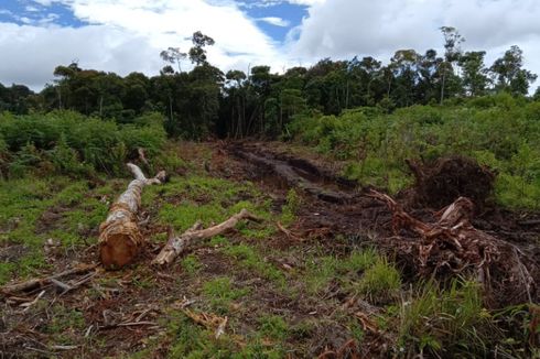 Akibat Penebangan Hutan Secara Liar