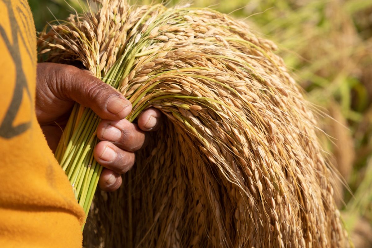 Technology plays an important role for Indonesias Ministry of Agriculture during the coronavirus pandemic to maintain communication and coordination. 