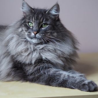 Ilustrasi kucing Norwegian Forest Cat.