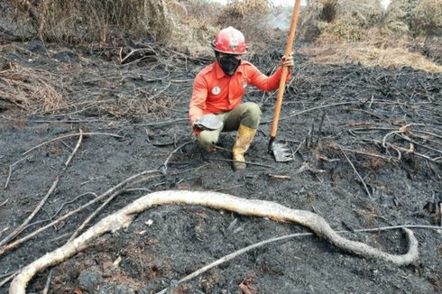 Ular Sanca hingga Kura-kura Mati Terbakar akibat Karhutla di Riau