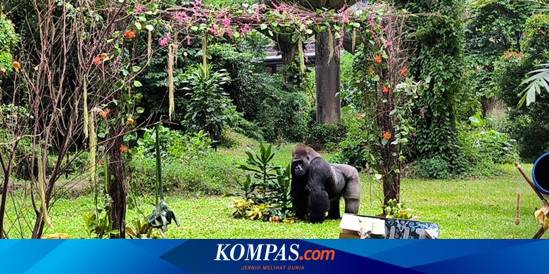 Saksikan 'Waktu Makan' Gorila di Taman Margasatwa Ragunan, Edukasi dan Hiburan Seru!