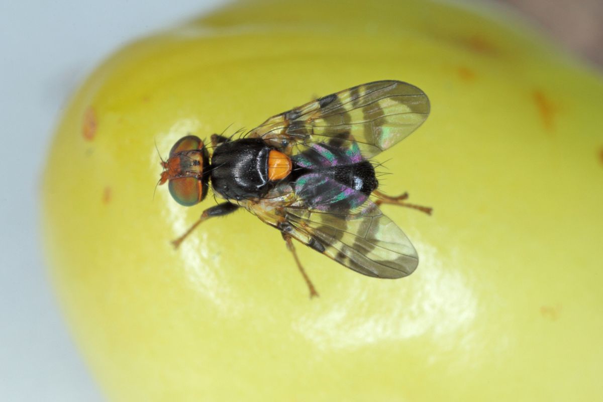 Ilustrasi lalat apel. Perubahan iklim berdampak serius pada kehidupan komunitas serangga. Dalam studi baru, perubahan iklim menyebabkan populasi lalat buah terbagi dua.