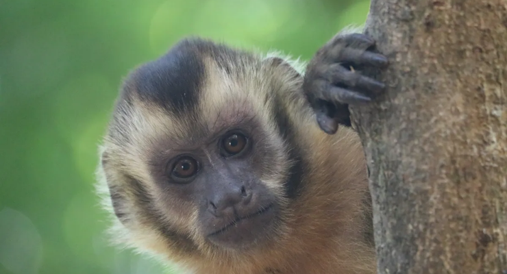 Cari Makanan di Bawah Tanah, Monyet Capuchin Pakai Batu dan Tongkat 