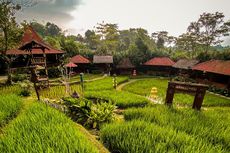 Sawah Segar, Tempat Makan Keluarga di Sentul Bogor dengan View Sawah