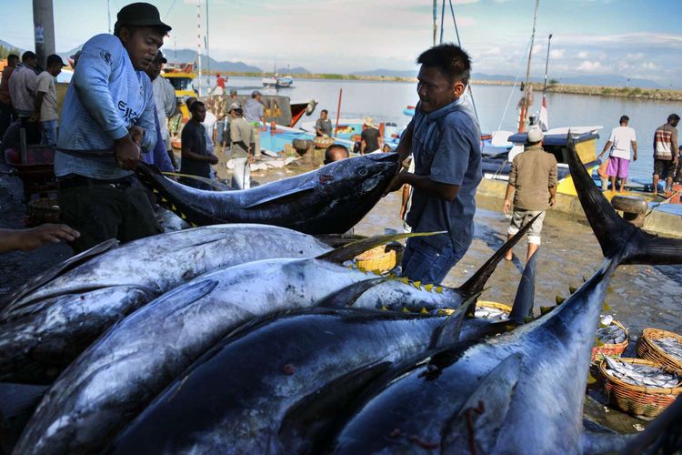 Pekerja memindahkan ikan yellowfin di pelabuhan ikan di Banda Aceh, Kamis (4/4/2019).
