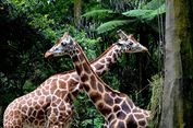 Jam Buka dan Harga Tiket Masuk Taman Safari Bogor Selama Lebaran 2024