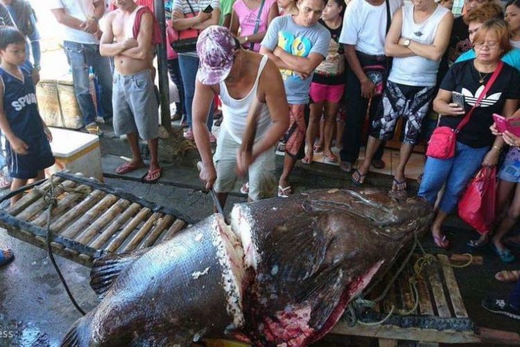 Nelayan sedang memotong ikan kerapu raksasa berbobot 200 kilogram yang ditangkap di perairan Filipina.