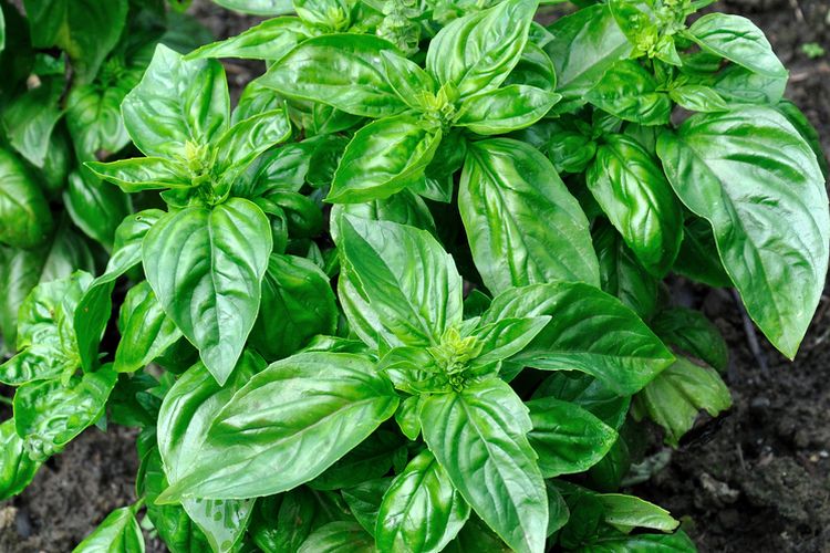 Ilustrasi menanam kemangi atau basil.