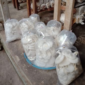 Produk jamur tiram Trisha yang siap dipasarkan. 