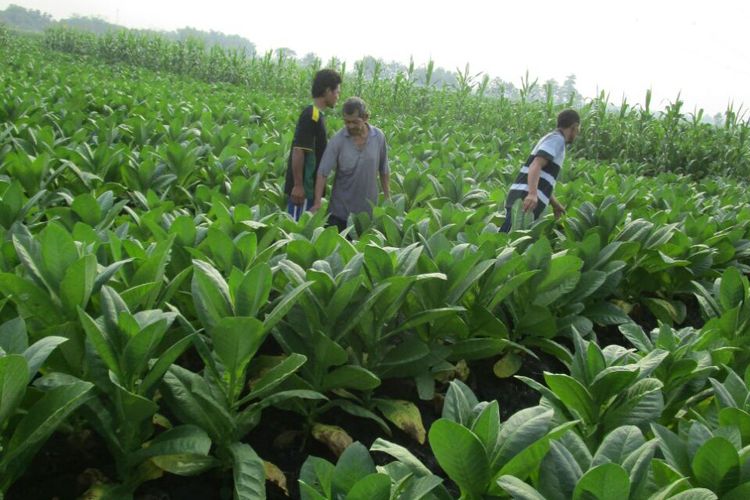 Petani mengecek kualitas tembakau di Desa Tanggungharjo, Kecamatan Tanggungharjo, Kabupaten Grobogan, Jawa Tengah, Sabtu (2/9/2017).