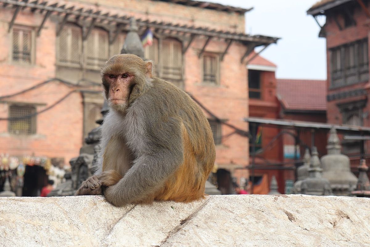 Ilustrasi kera berwajah merah (Rhesus macaque) dilaporkan mencuri sampel darah pasien Covid-19 di sebuah laboratorium di India. 