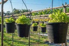 Cara Menanam Selada di Pot dan Polybag, Bisa Dilakukan di Rumah