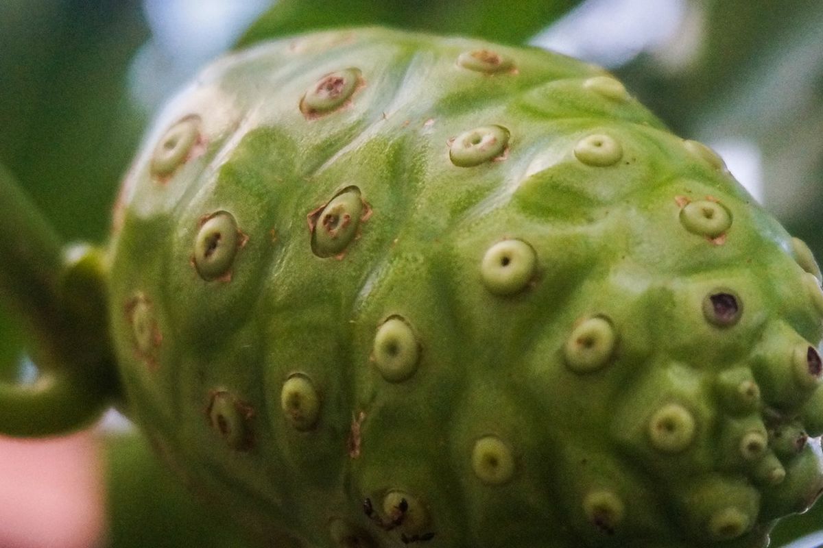 Ilustrasi buah mengkudu. Buah mengkudu dapat dimanfaatkan sebagai pestisida alami. 