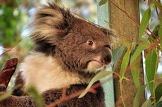 Jelajah Alam Liar Australia Barat, Padang Pasir, dan Beri Makan Wombat