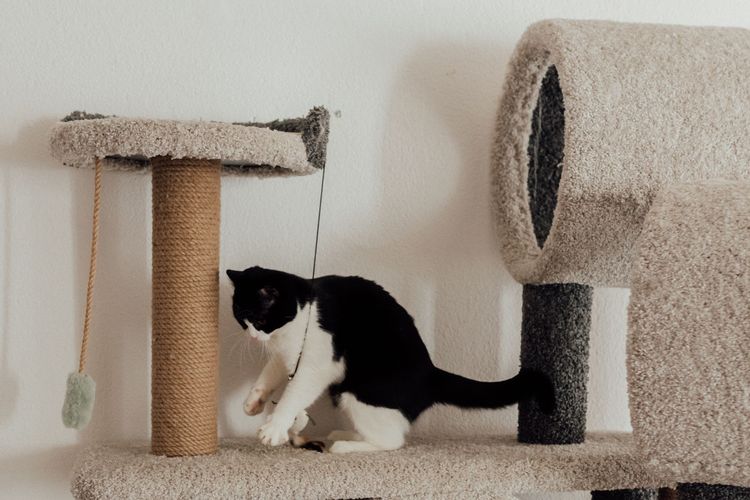 Jangan Asal Beli Cat Tree, Pilih Sesuai Kebiasaan Kucing