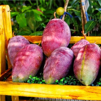 Ilustrasi mangga Emperor. Ini adalah varietas mangga unggul dari Taiwan, namun banyak dibudidayakan oleh petani di Thailand.