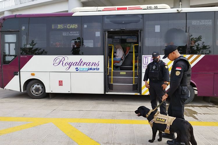 Seekor anjing labrador bernama Anya (1) berpatroli mengecek bahan peledak di shuttle bus yang terparkir di JIS, Jakarta Utara, Minggu (4/6/2023). (KOMPAS.com/XENA OLIVIA)