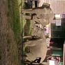 Heboh Video Kawanan Gajah Masuk Permukiman Warga di Perbatasan RI–Malaysia, Begini Penjelasan Camat