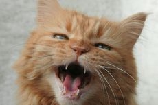 Kenali 10 Penyebab Kucing Mengeong Tanpa Henti