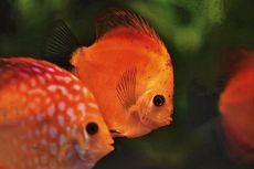 6 Fakta Tentang Ikan Red Devil, Si Cantik Tapi Ganas yang Harus Kamu Ketahui!