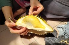 5 Tips Memilih Durian Manis dan Legit, Bisa Dilihat dari Batangnya