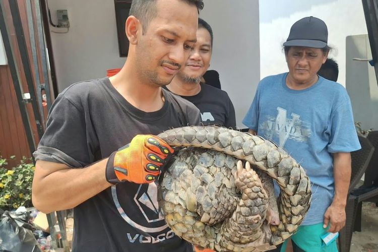 Trenggiling Ditemukan Tengah Menyeberang Jalan di Banjarmasin, Diduga Dampak Karhutla
