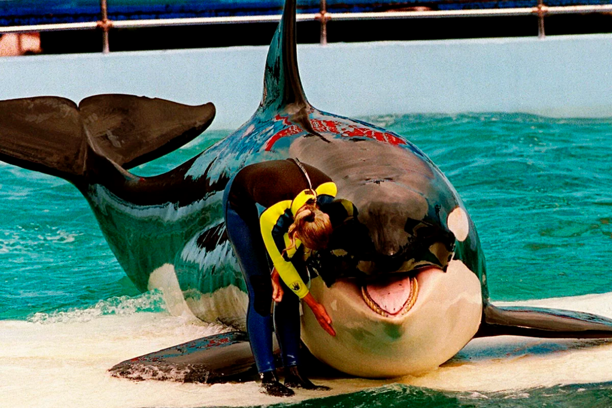 Orca bernama Lolita akan dilepaskan setelah selama 50 tahun lebih tinggal di penangkaran