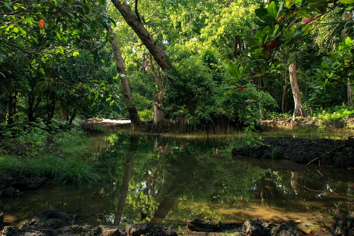 Ilustrasi hutan tropis di Taman Nasional Baluran, Banyuwangi-Situbondo, Jawa Timur. 