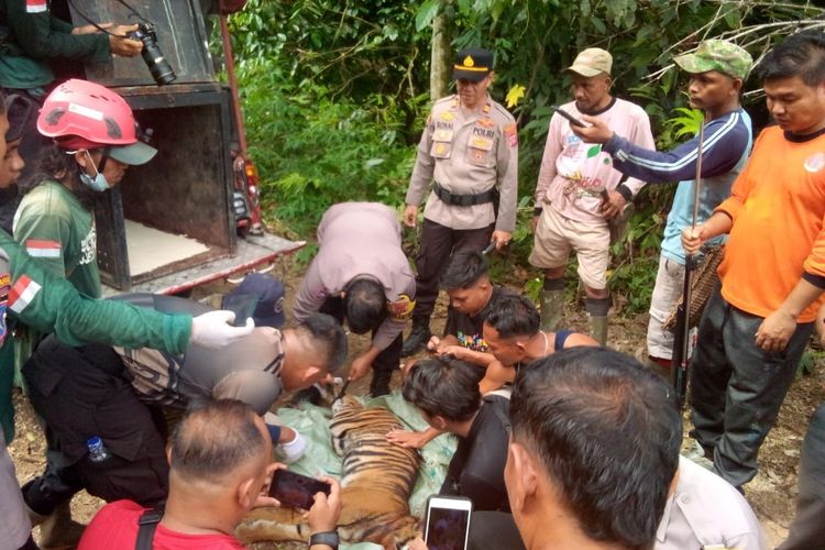 Jerat Ratus, “Senjata Pemusnah Masal” Harimau Sumatera di Pasaman