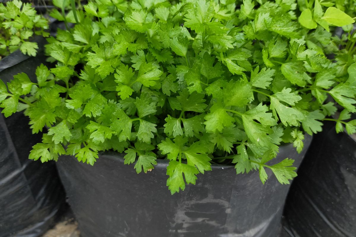 Ilustrasi menanam seledri di polybag. 