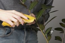 Cara Menggunakan Kulit Pisang dan Kulit Jeruk untuk Menyuburkan Tanaman