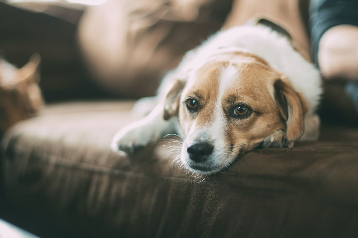 Bulu anjing rontok bisa disebabkan karena beberapa hal, termasuk infeksi dan masalah kesehatan yang mendasari.