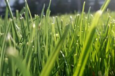 Efektif, Membasmi Rumput Liar dengan Air Panas