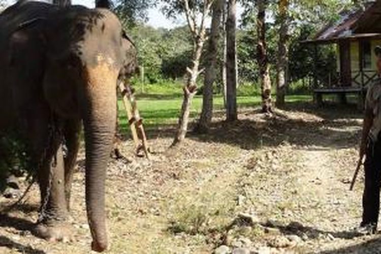 Patroli gajah di TNGL adalah salah satu bentuh pengawasan dan pencegahan terhadap pencurian kayu dan perambahan hutan yang marak terjadi di kawasan ini