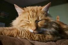 Alasan Kenapa Kucing Oranye Jantan Berjiwa Petualang, Ini Kata Pakar Inggris