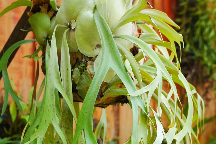 Ilustrasi tanaman paku tanduk rusa.