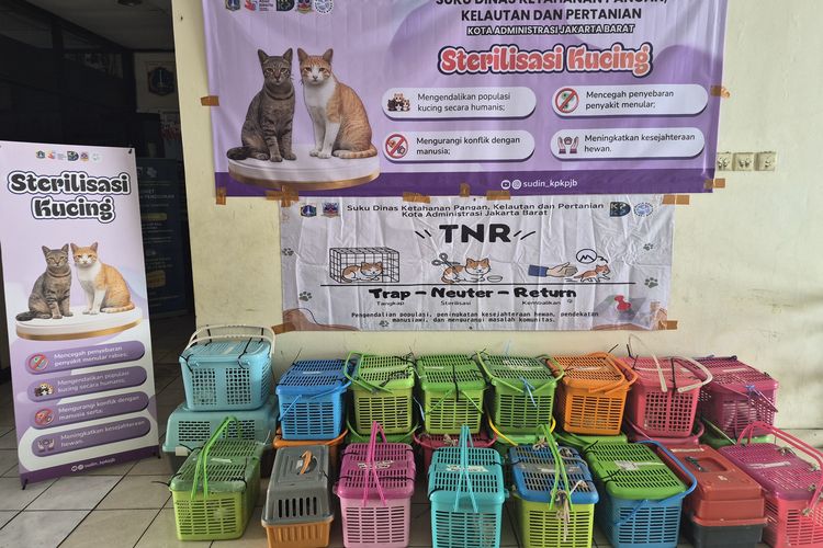 24 Kucing Jantan Liar Disterilisasi di Tambora Jakbar, Upaya Tekan Populasi dan Angka Rabies
