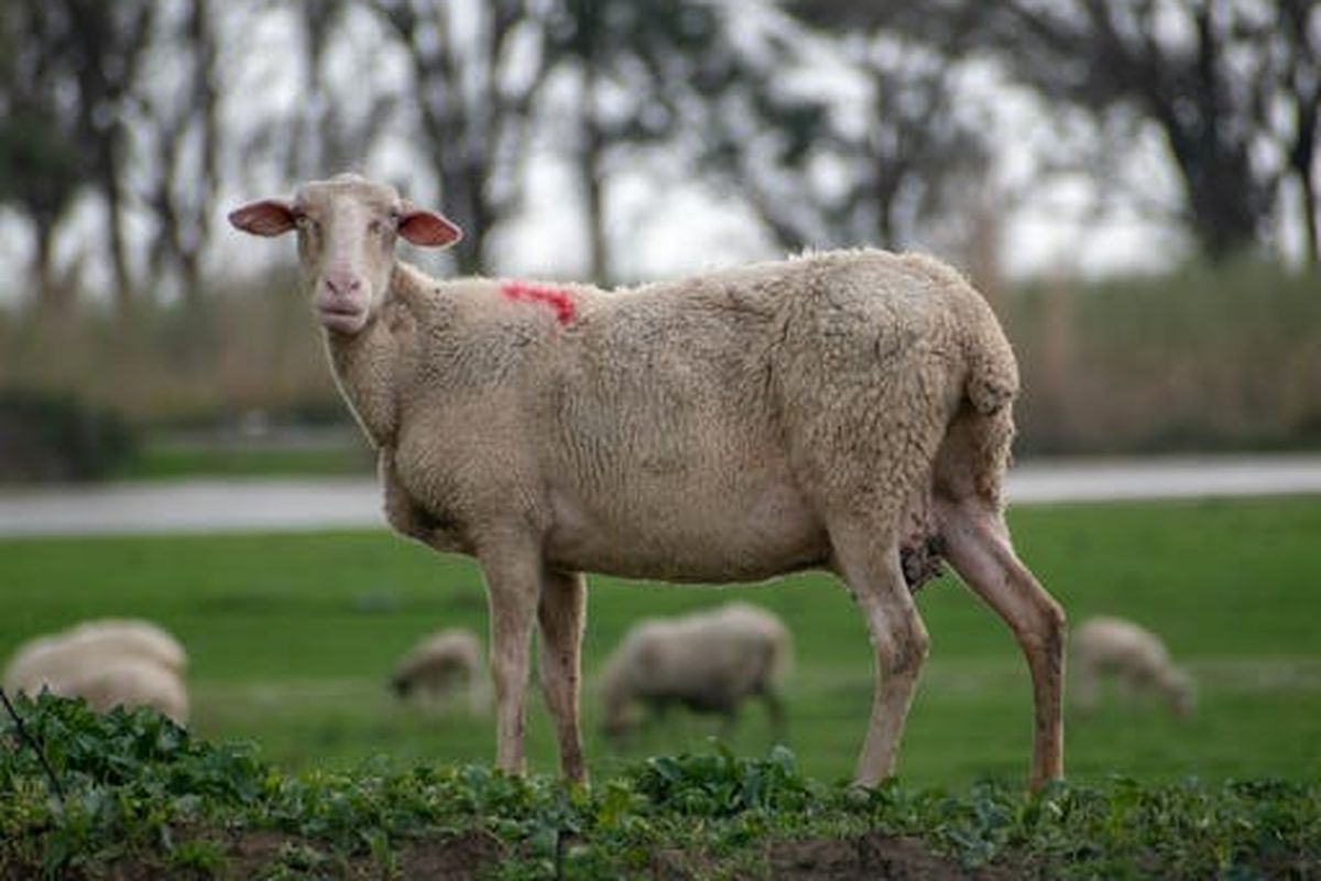 Ilustrasi hewan qurban