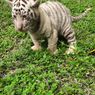Tiga Bayi Harimau Benggala Lahir di Taman Safari Prigen