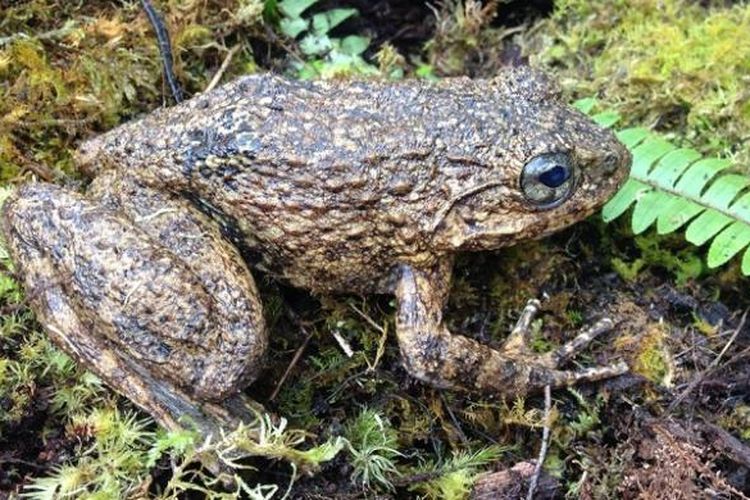 Katak Limnonectes dari Gandang Dewata, Sulawesi Barat, yang diduga sebagai spesies baru.